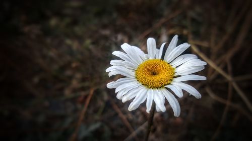 Close-up of white daisy flower