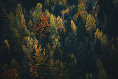 Pine trees in forest during autumn