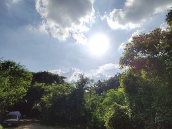 Low angle view of trees against sky