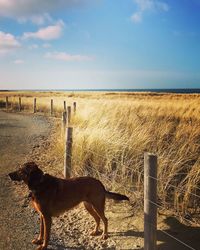 Dog on beach