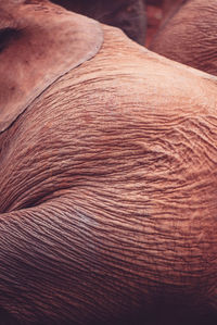 Wrinkles on a seated baby elephant 