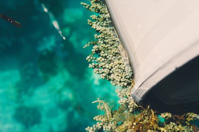 Close-up of tree by sea