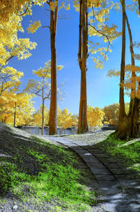 Scenic view of trees against sky
