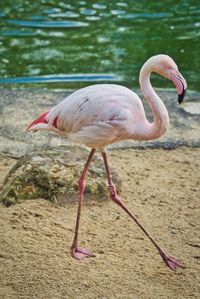 Side view of a bird on beach