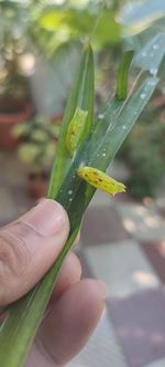 Close-up of hand holding leaves