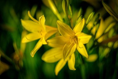 Close-up of yellow flowering plant