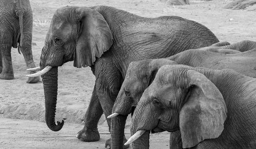 Elephant drinking water