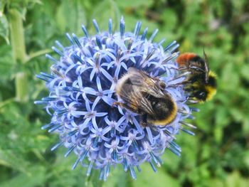 Close-up of bee pollinating on purple flower