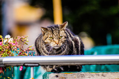 Portrait of cat in water