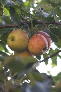 Low angle view of fruits on tree