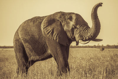 Elephant on field against sky