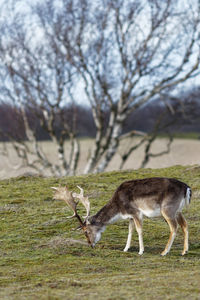 Deer in a field