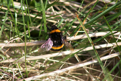 High angle view of bee pollinating flower