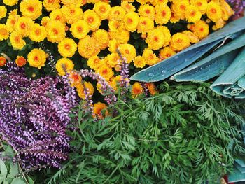 High angle view of purple flowering plants