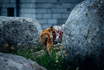 View of dog on rock against wall