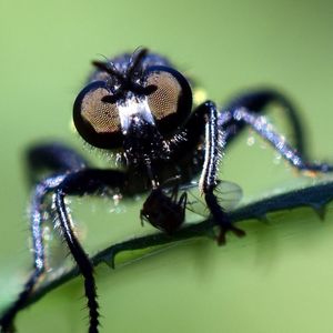 Close-up of insect on leaf
