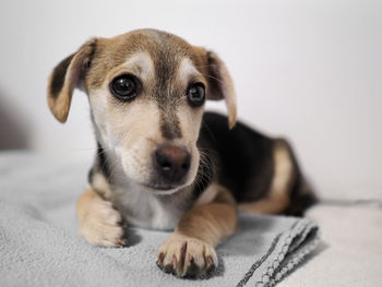 Close-up portrait of dog