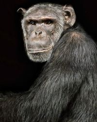Close-up portrait of gorilla over black background