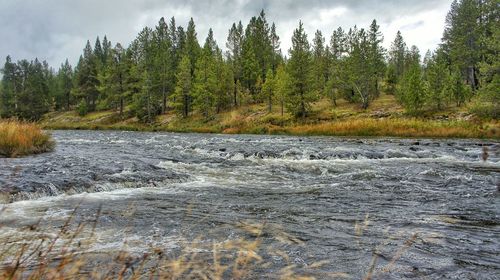 River flowing through forest