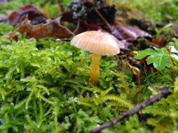 Close-up of mushroom growing in forest