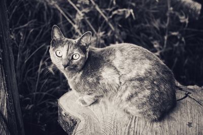 Portrait of cat on field