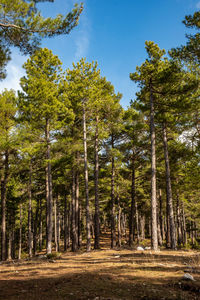 Low angle view of pine trees in forest against sky