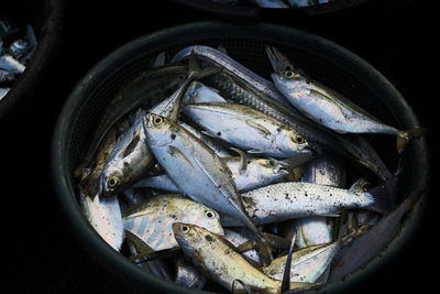 High angle view of fish in bucket