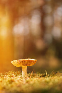 Close-up of mushroom growing on field