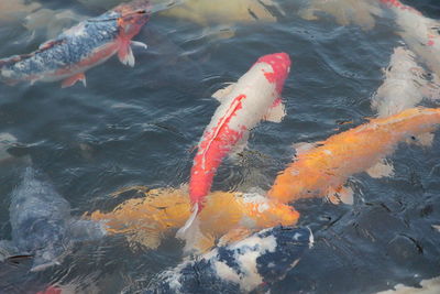 High angle view of koi carps swimming in lake