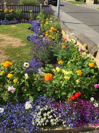 Multi colored flowers growing on plant