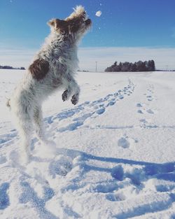 Dog on snow against sky