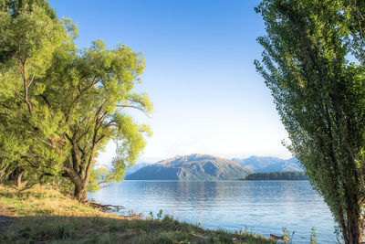 Scenic view of lake by trees against clear sky