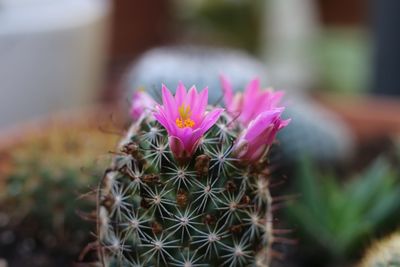 Close-up of pink cactus flower