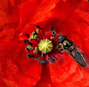 Full frame shot of red flowers