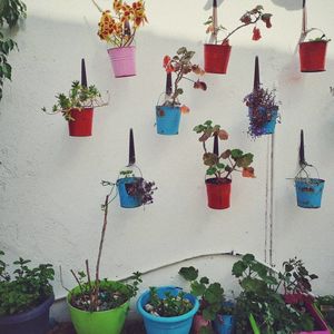 Potted plants hanging against wall