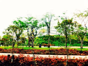 Trees in park