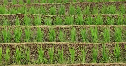 Full frame shot of bamboo on field