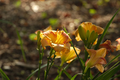 Close-up of yellow flowering plant