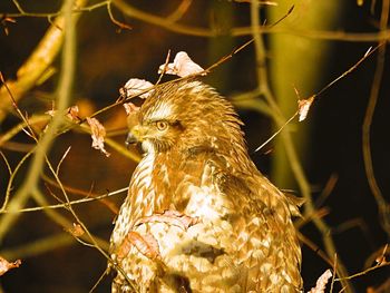 Close-up of owl perching on leaf