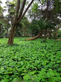 Scenic view of leaves and trees in forest