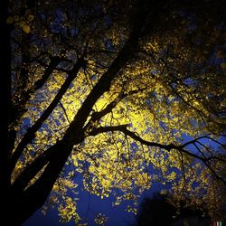 Low angle view of trees against sky