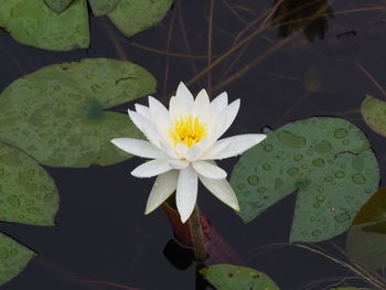 Close-up of lotus water lily in pond