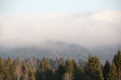 Panoramic shot of trees on landscape against sky