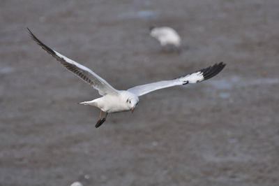 Close-up of seagull flying