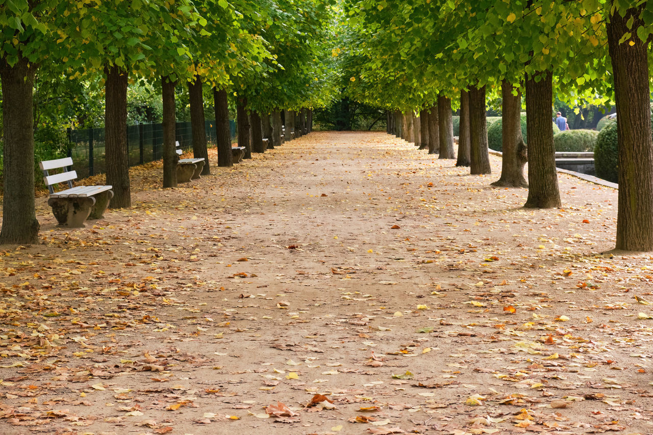 tree, plant, autumn, leaf, the way forward, plant part, footpath, nature, treelined, park, in a row, diminishing perspective, park - man made space, no people, beauty in nature, tranquility, tree trunk, trunk, day, land, growth, vanishing point, outdoors, tranquil scene, scenics - nature, seat, bench, landscape, empty, sunlight, architecture