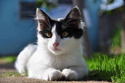 Close-up portrait of a cat