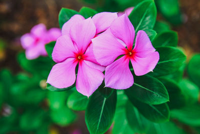 Close-up of pink flowering plant