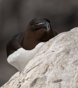 Close-up of bird perching on rock