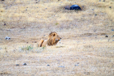 Giraffe in a lion