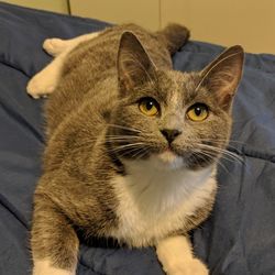 Close-up portrait of a cat